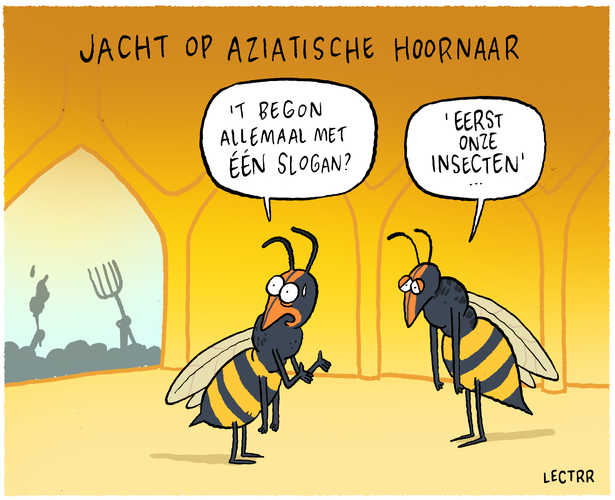 Aziatische hoornaar