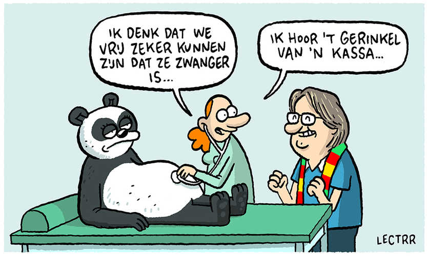 Zwangere Panda